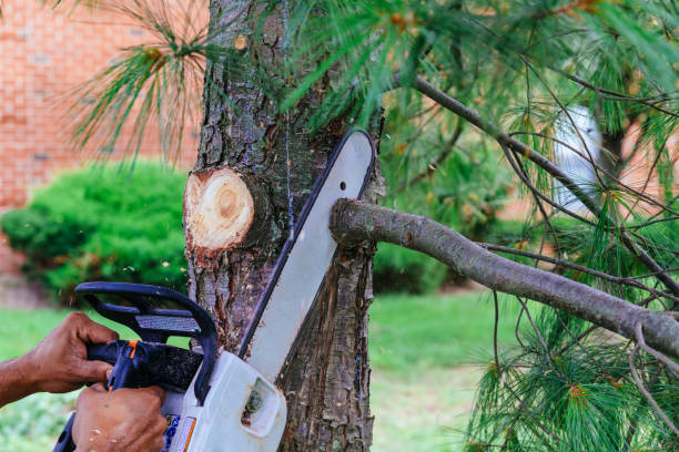 How Our Tree Care Process Works  in  Ottawa, KS